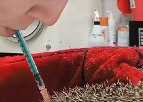 POSNETEK IZ VETERINARSKE AMBULANTE PRESENETIL GLEDALCE: Takšnega prizora ne vidite pogosto (VIDEO)