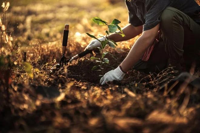 Po dežju nikar ne zamudite tega trenutka: te vrtnine posejte prav zdaj