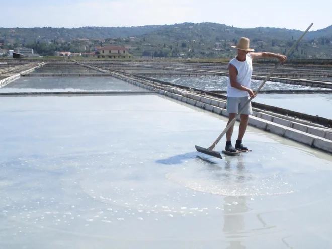 Solinar ve, kdaj je pravi trenutek za pobiranje (FOTO)