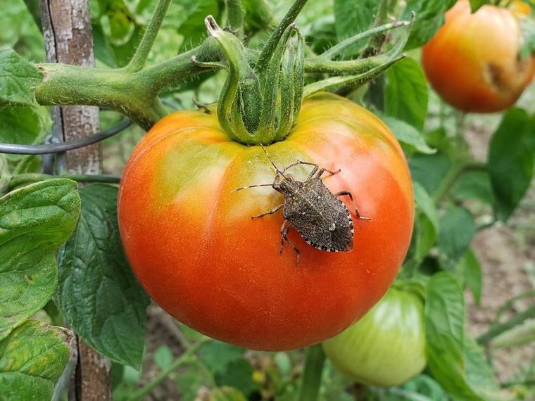 Izkušeni vrtnarji vedo, da je treba hitro ukrepati, ko se na paradižniku pojavijo ti znaki: smrdljivci (spet) ne počivajo