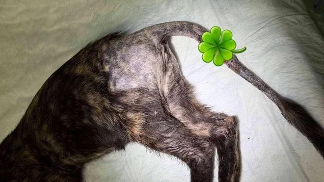 Po očitkih, da dežurna veterinarka na Ptuju ni pomagala poškodovani mački, zdaj spregovorila zbornica